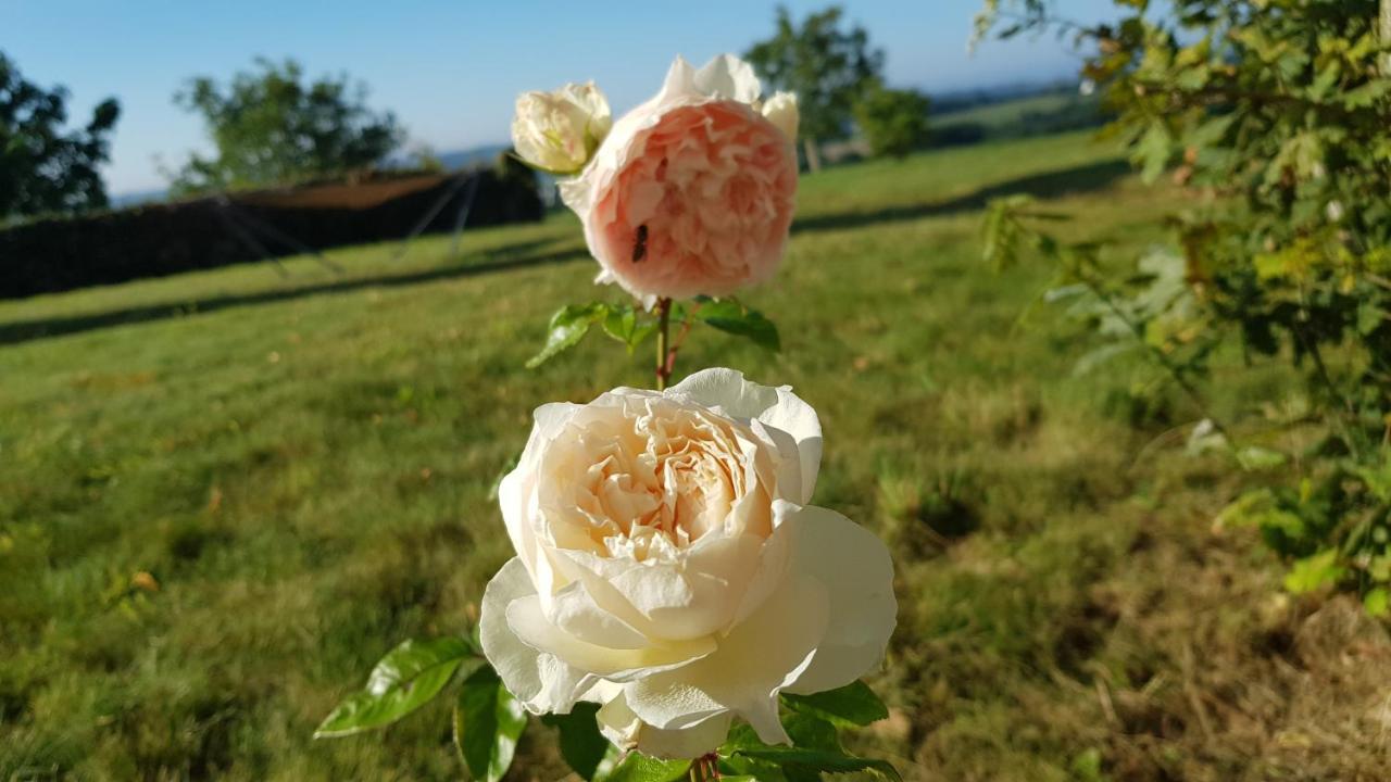 Belle Visnonia Meuble De Caractere Sud Morbihan Béganne Zewnętrze zdjęcie